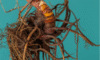Supplements for Menopause: Natural Solutions for Wellness