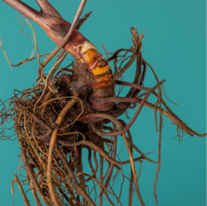 Supplements for Menopause: Natural Solutions for Wellness