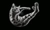 Cats Always Land on Their Feet: Exploring the Science Behind It