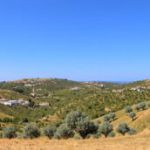 Olive Route in Portugal: Discover Alentejo’s Olive Heritage