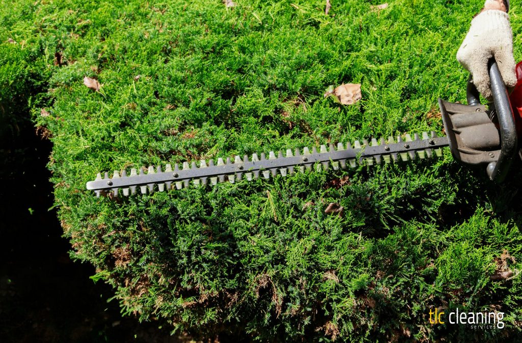 Hedge Trimming Tips for Stunning West Coker Gardens