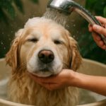 Pet Bath Water Conservation Tips for Your Household