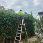 Hedging Plants for Easy Care in Newcastle Gardens