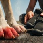 Pavement Safety Tips for Dogs: Crucial Summer Guidelines