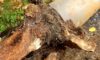 Tree Roots in Drains: Solutions for Wollongong’s Problem