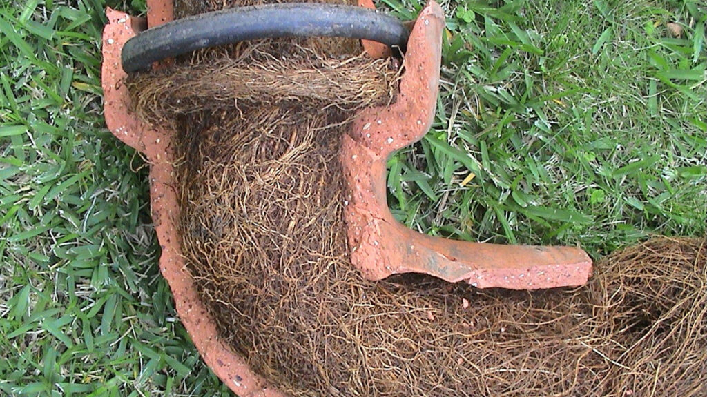 Tree Roots in Drains: Tackling Sutherland Shire’s Challenge